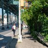 Photos: Poison Ivy From NYC Park Taking Over Public Sidewalk In The Bronx